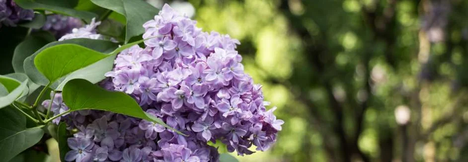 Lila Fliederblüten an einem Ast